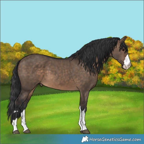 Horse Color:Brown Dun 