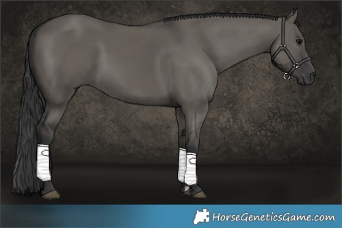 Horse Color:Grullo Rabicano