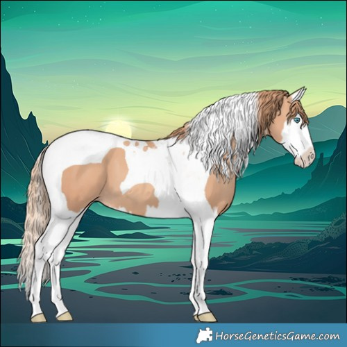 Horse Color:Gold Champagne Splash Tobiano