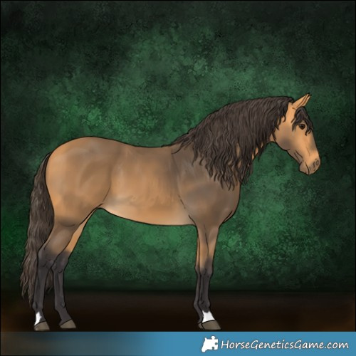 Horse Color:Buckskin 