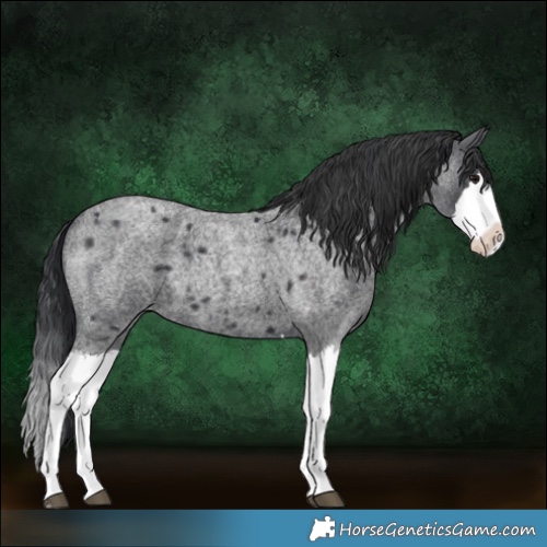 Horse Color:Blue Roan Splash