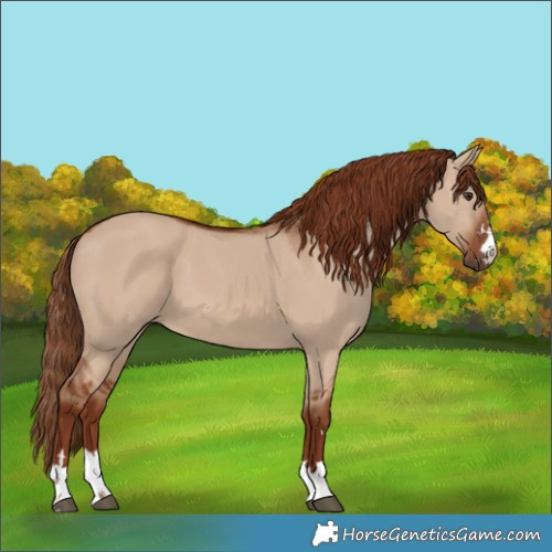 Horse Color:Red Dun