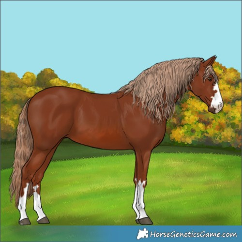 Horse Color:Chestnut 