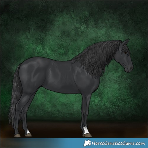 Horse Color:Black 