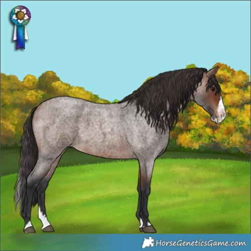 Horse Color:Brown Roan Splash