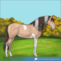 Horse Color:Amber Champagne Tobiano