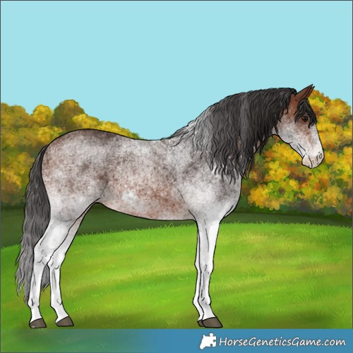 Horse Color:White Spotted Brown