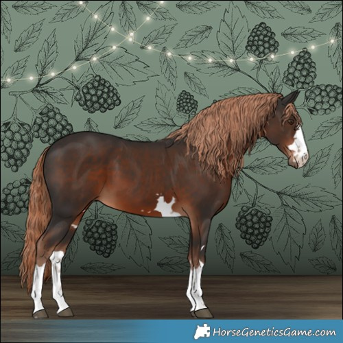Horse Color:Liver Chestnut 