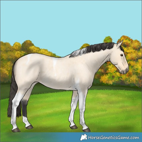 Horse Color:Buckskin Roan Dun Tobiano