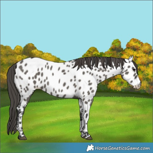 Horse Color:Grullo Near Leopard 
