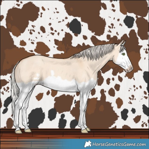 Horse Color:Silver Classic Champagne Dun Splash Frame