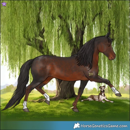 Horse Color:Liver Chestnut