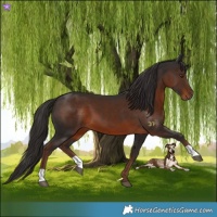 Horse Color:Liver Chestnut 