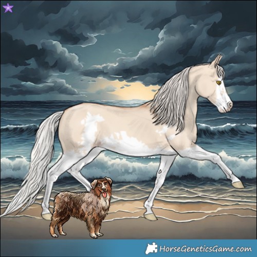 Horse Color:Silver Classic Champagne Dun Splash Frame 