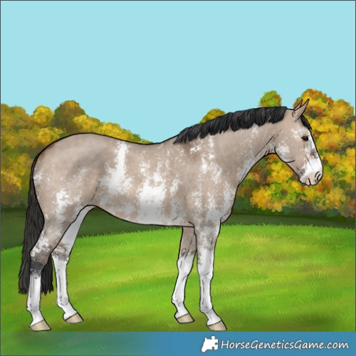 Horse Color:Brown Dun Sabino 