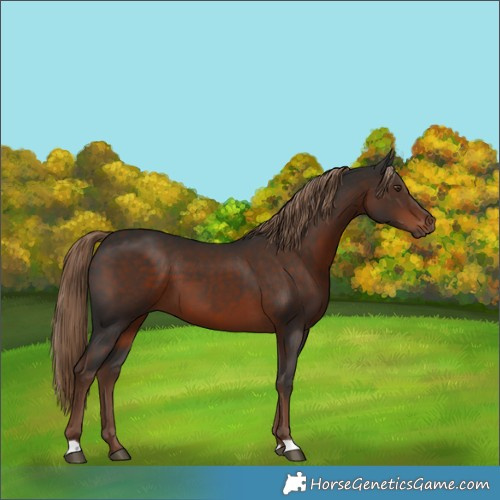Horse Color:Liver Chestnut 