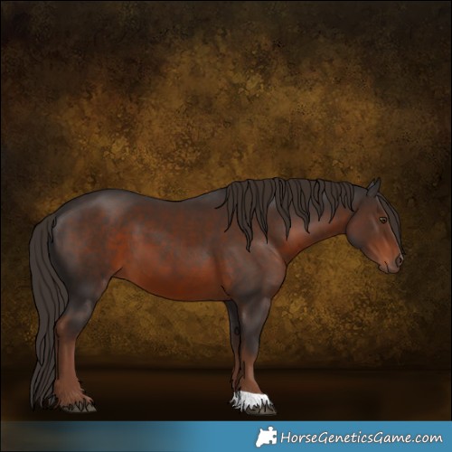 Horse Color:Liver Chestnut 