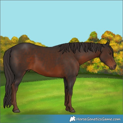 Horse Color:Liver Chestnut 