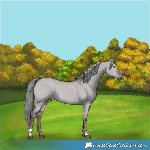 Horse Color:Platinum Liver Red Dun Mushroom Rabicano