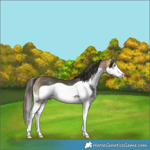Horse Color:Buckskin Mushroom Splash Frame Rabicano