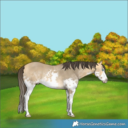 Horse Color:Buckskin Dun Sabino Splash Rabicano 