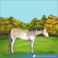 Horse Color:Buckskin Dun Sabino Splash Rabicano