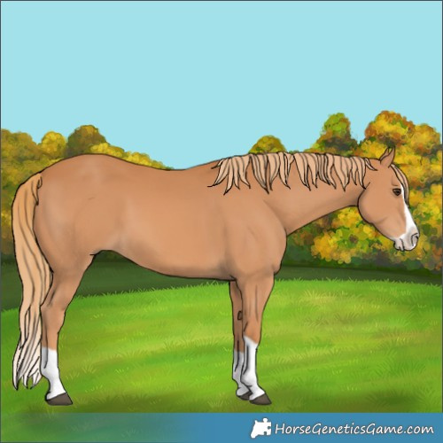 Horse Color:Chestnut Splash 