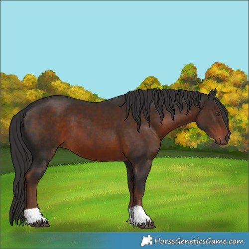 Horse Color:Liver Chestnut
