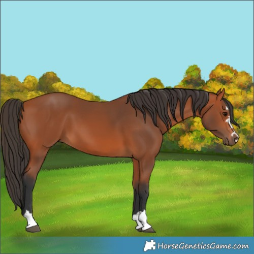 Horse Color:Bay 