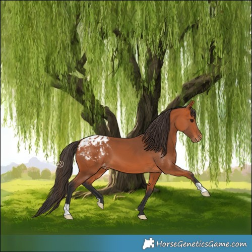 Horse Color:Bay Blanket