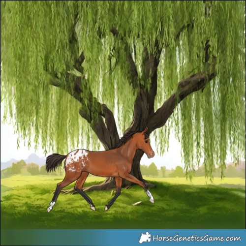 Horse Color:Bay Appaloosa 