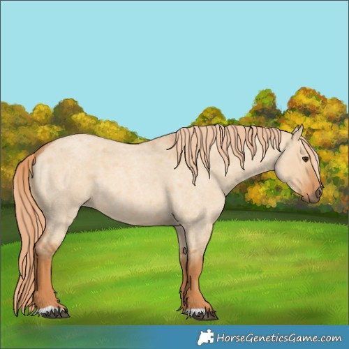 Horse Color:Red Dun Roan 