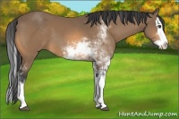 Horse Color:Buckskin Sabino Splash