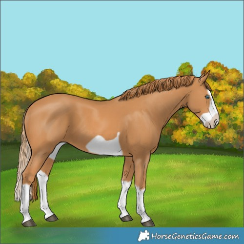 Horse Color:Chestnut Splash Frame 