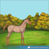 Horse Color:Red Roan 