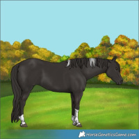 Horse Color:Liver Chestnut Tobiano 