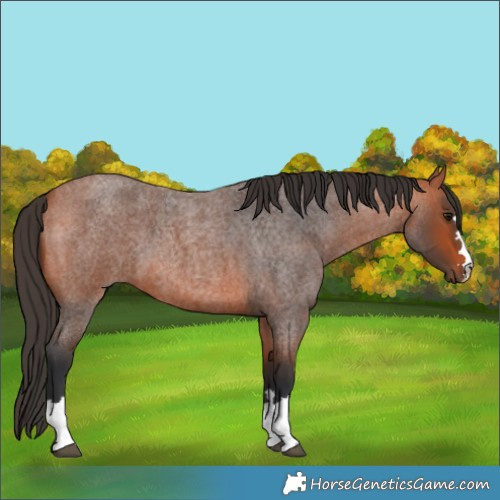 Horse Color:Bay Roan 