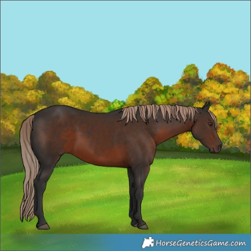 Horse Color:Liver Chestnut 
