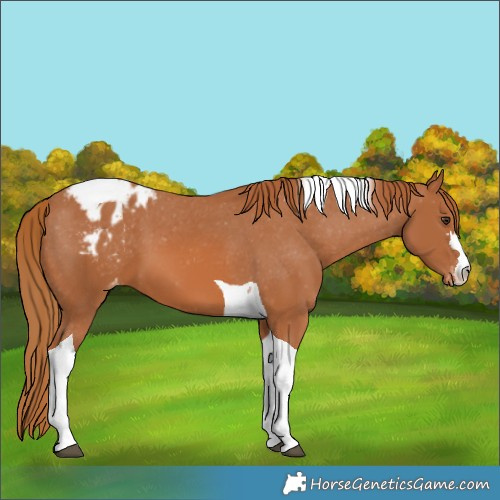 Horse Color:Chestnut Tobiano Blanket 