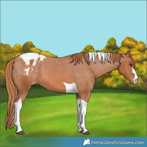 Horse Color:Chestnut Tobiano Blanket 
