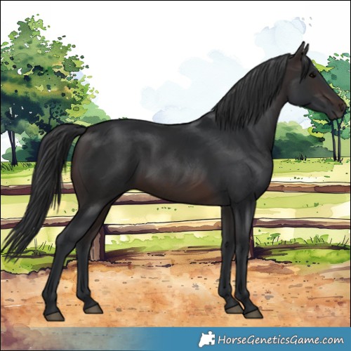 Horse Color:Brown 