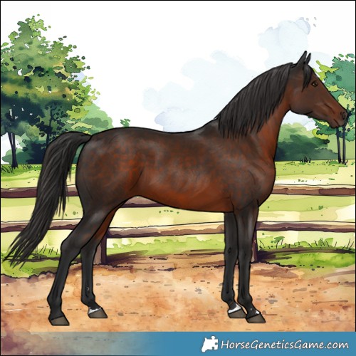 Horse Color:Liver Chestnut