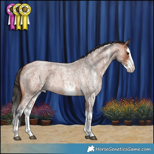 Horse Color:White Spotted Bay Roan Splash Appaloosa 