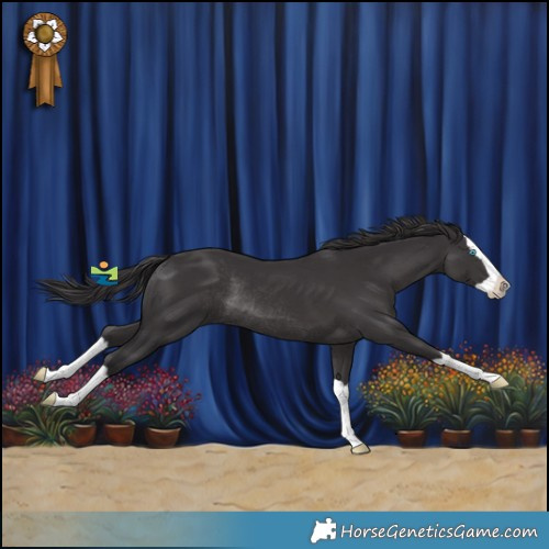 Horse Color:Smoky Black Splash Rabicano 