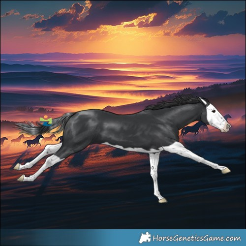 Horse Color:Black Splash 