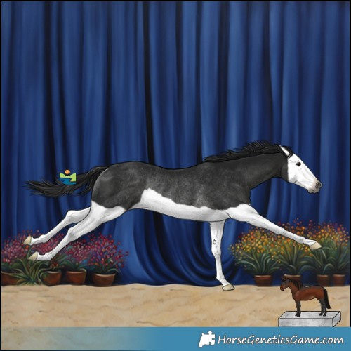 Horse Color:Gray Smoky Black Splash Rabicano 