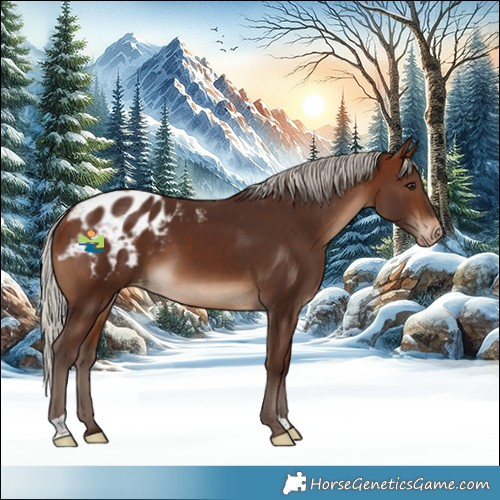 Horse Color:Silver Bay Blanket