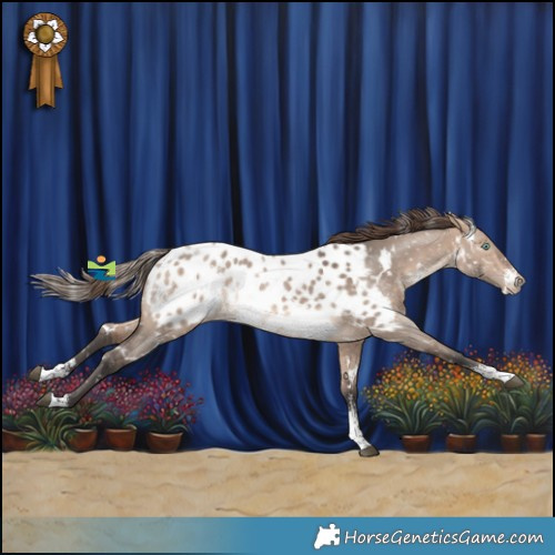 Horse Color:White Spotted Bay Dun Mushroom Sabino Appaloosa 