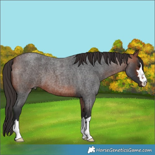 Horse Color:Bay Roan 
