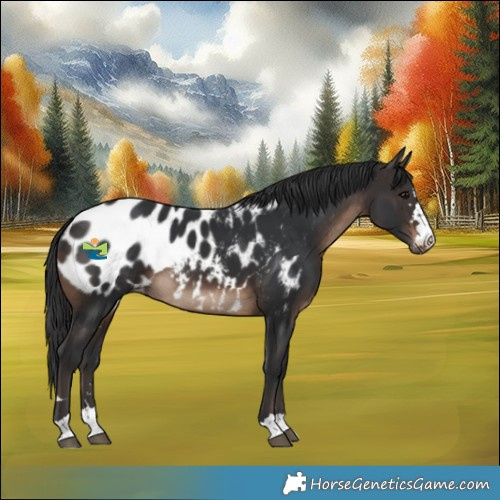 Horse Color:Brown Appaloosa 